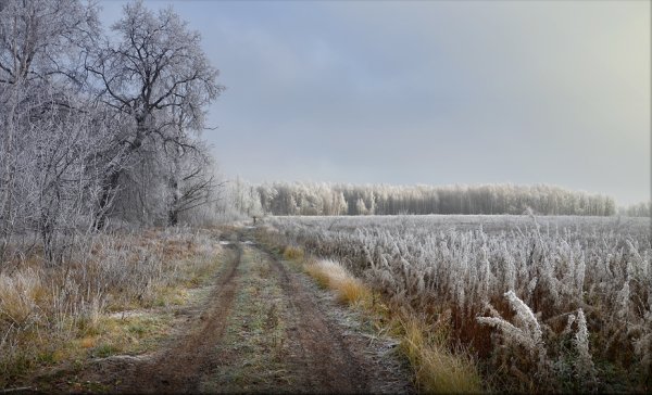 Поздняя осень в поле