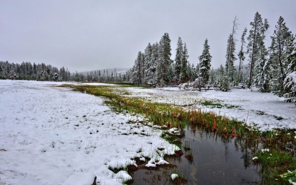 Первый снег в поле