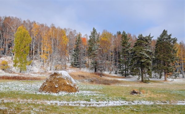 Поле лес позждняяосень