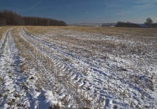 Поле припорошенное снегом