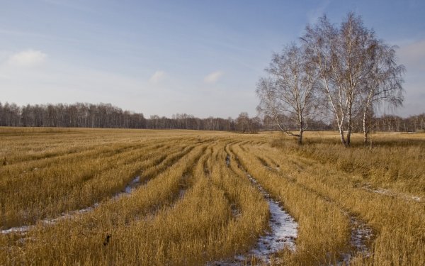 Поздняя осень в поле
