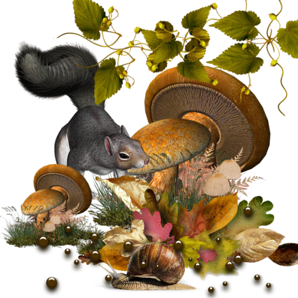 Осенние кластеры на прозрачном фоне