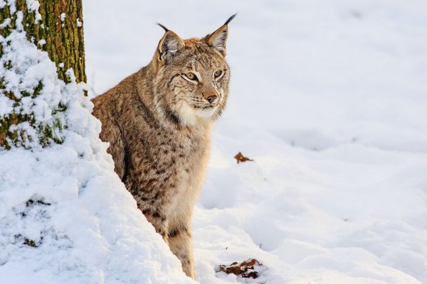 Рысь обыкновенная Lynx Lynx Linnaeus, 1758