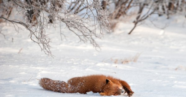 Лиса в снегу