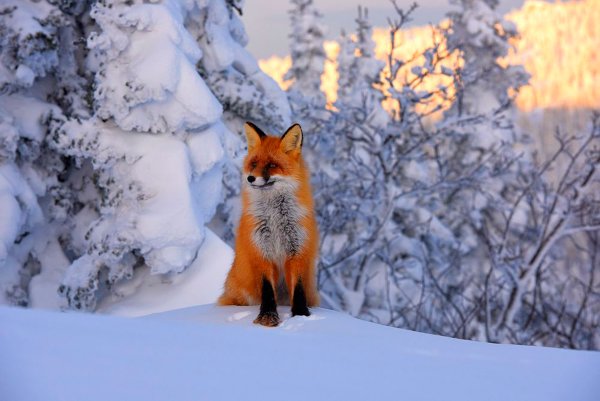 Дикие животные горной Шории