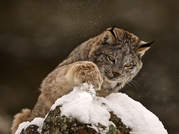 Канадская Рысь (лат. Lynx canadensis)