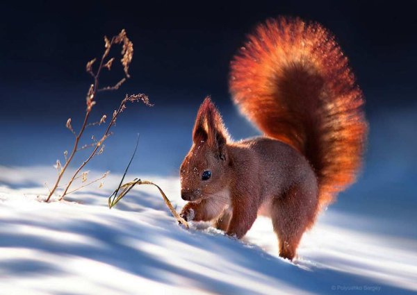 Белка чернобурка