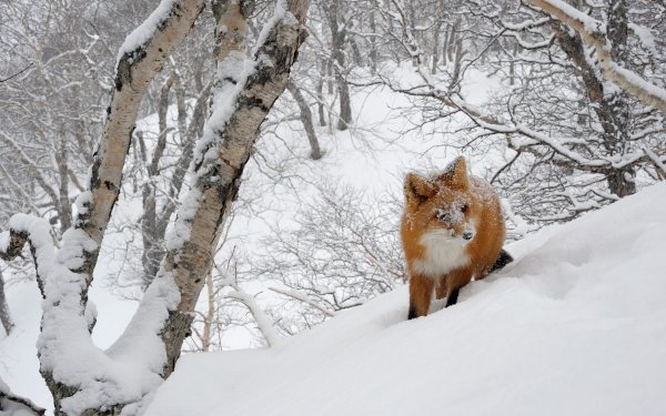 Животные в зимнем лесу