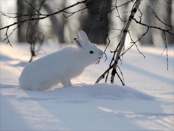 Заяц Беляк Камчатка