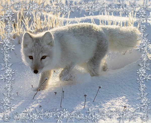 Ненецкий автономный округ песец