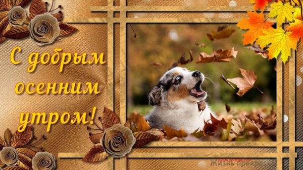 Хорошего осеннего дня с животными