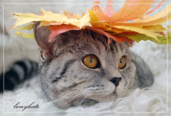 Кот осени с добрым утром