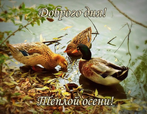 Доброе осеннее утро с птичками