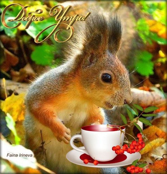 Доброе утро белка