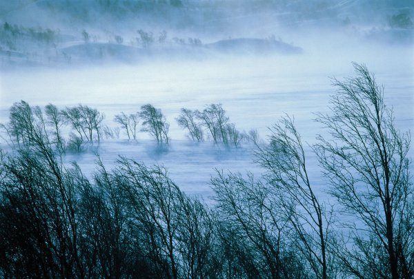 Метель Пурга