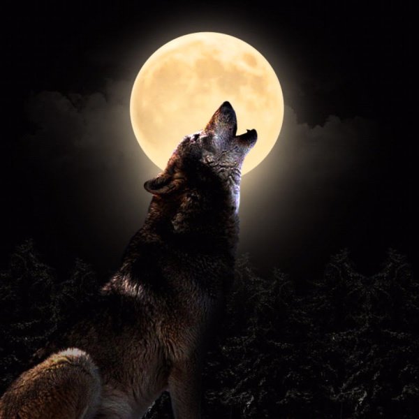Одинокий волк — прикольные картинки (26 фото)