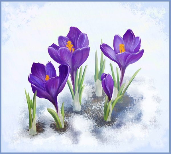 Весенний цветок Крокус срисовать