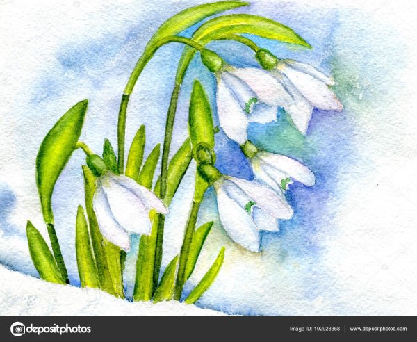 Подснежники акварелью для детей