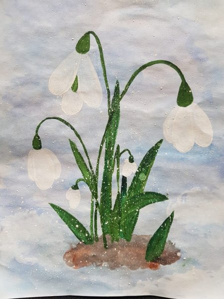 Раннецветущие растения Подснежник