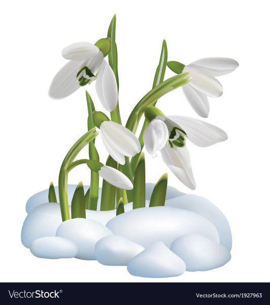 Подснежник для детей на прозрачном фоне