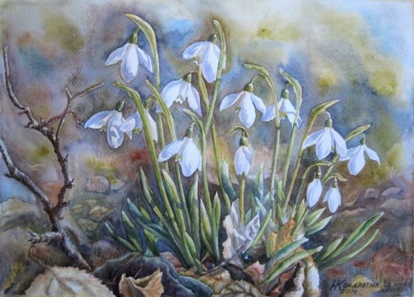 Курнаков цветут подснежники