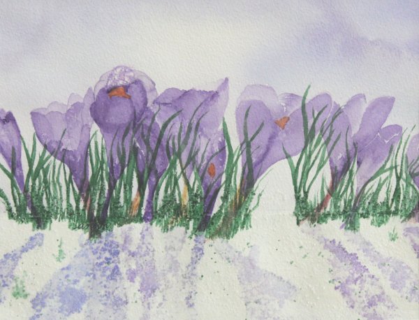 Крокусы акварелью