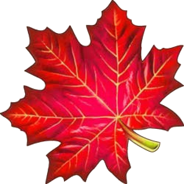 Разноцветные кленовые листочки