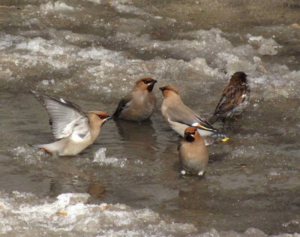 Птицы в марте