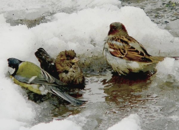 Воробьи весной