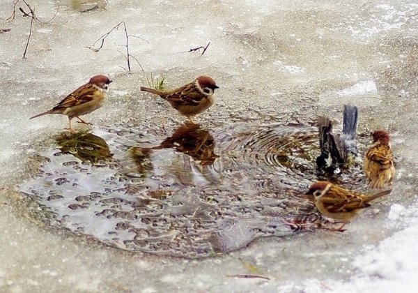 Воробьи купаются в луже