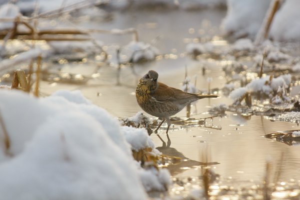 Птицы ранней весной