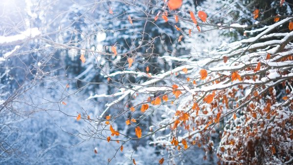 Снежная осень