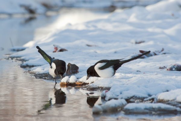 Сорока зимой