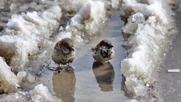 Птица в снегу купается