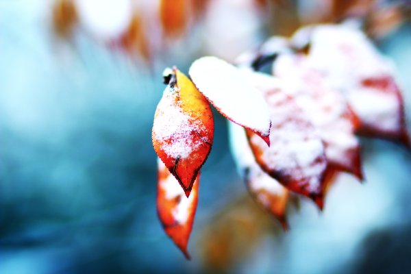 Осенние листья в снегу