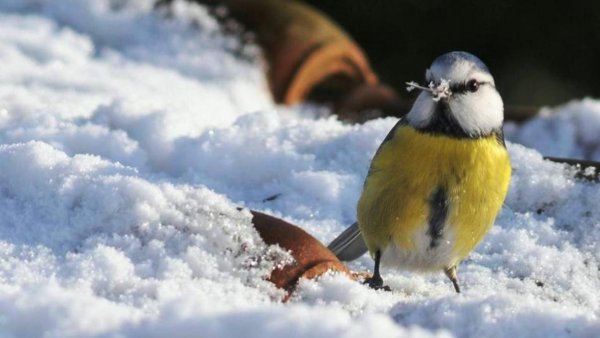 Птицы на снегу