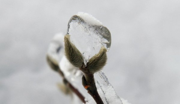 Весенняя капель