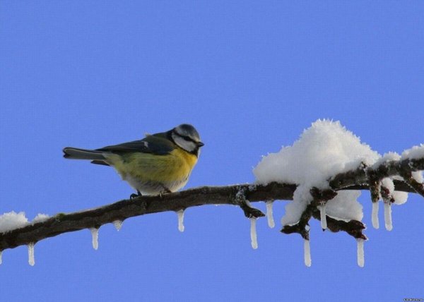 Птицы ранней весной