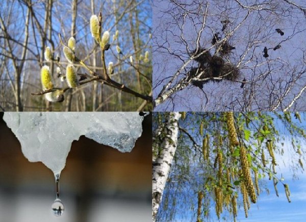 Апрель капель и птицы