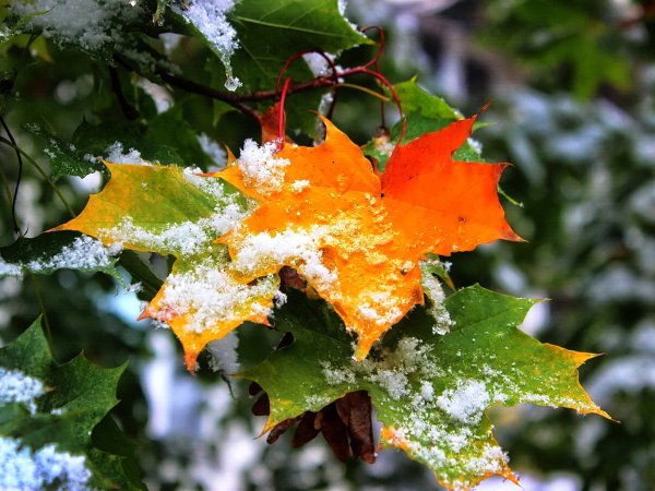 Листья в снегу