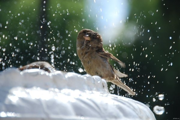 Птица в снегу купается