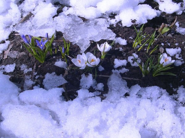 Подснежник на проталинке