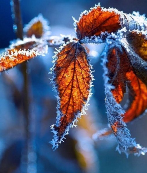 Изморозь на листьях