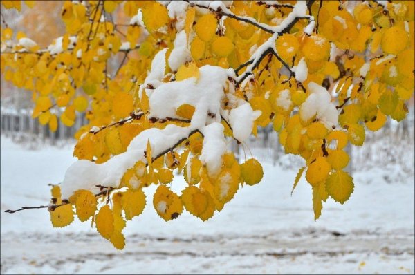 Желтые листья и снег