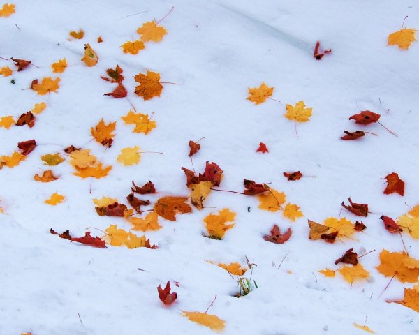 Листья в снегу