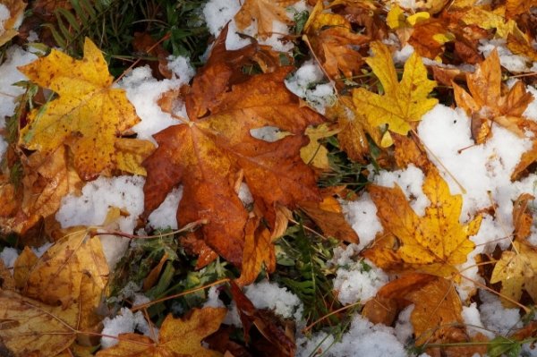 Желтые листья и снег