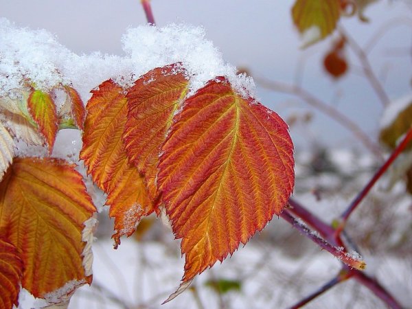 Листва в снегу