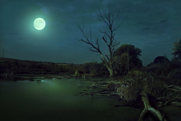 Мистические болота