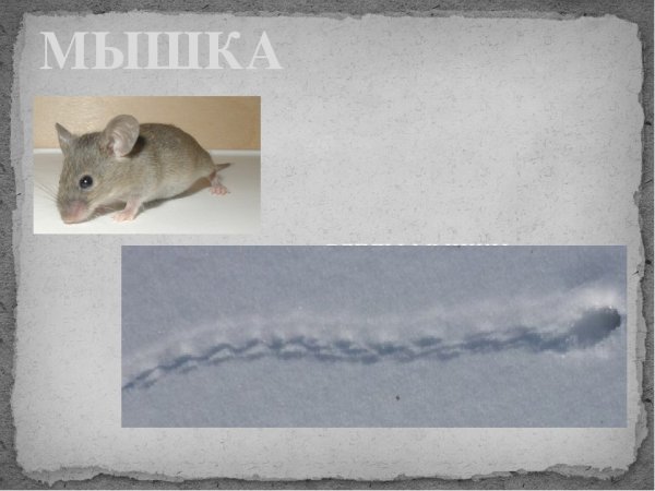 Мышиные следы на снегу