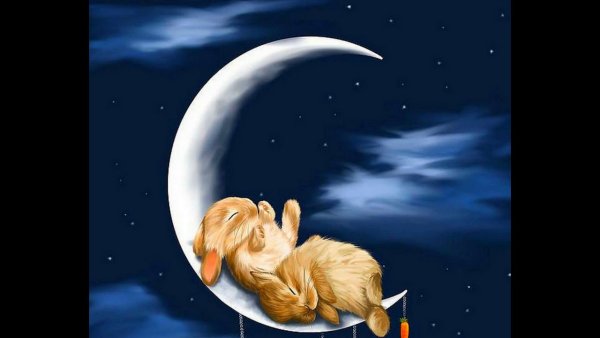 Спокойной ночи заяц